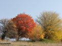 گزارش تصویری از فصل پاییز در جنگل ابر شاهرود